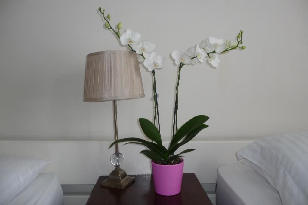 Гостевой дом Killarney Guest House Корк